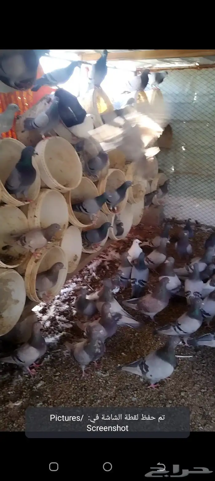 للبيع حمام سلفر مفروز 3