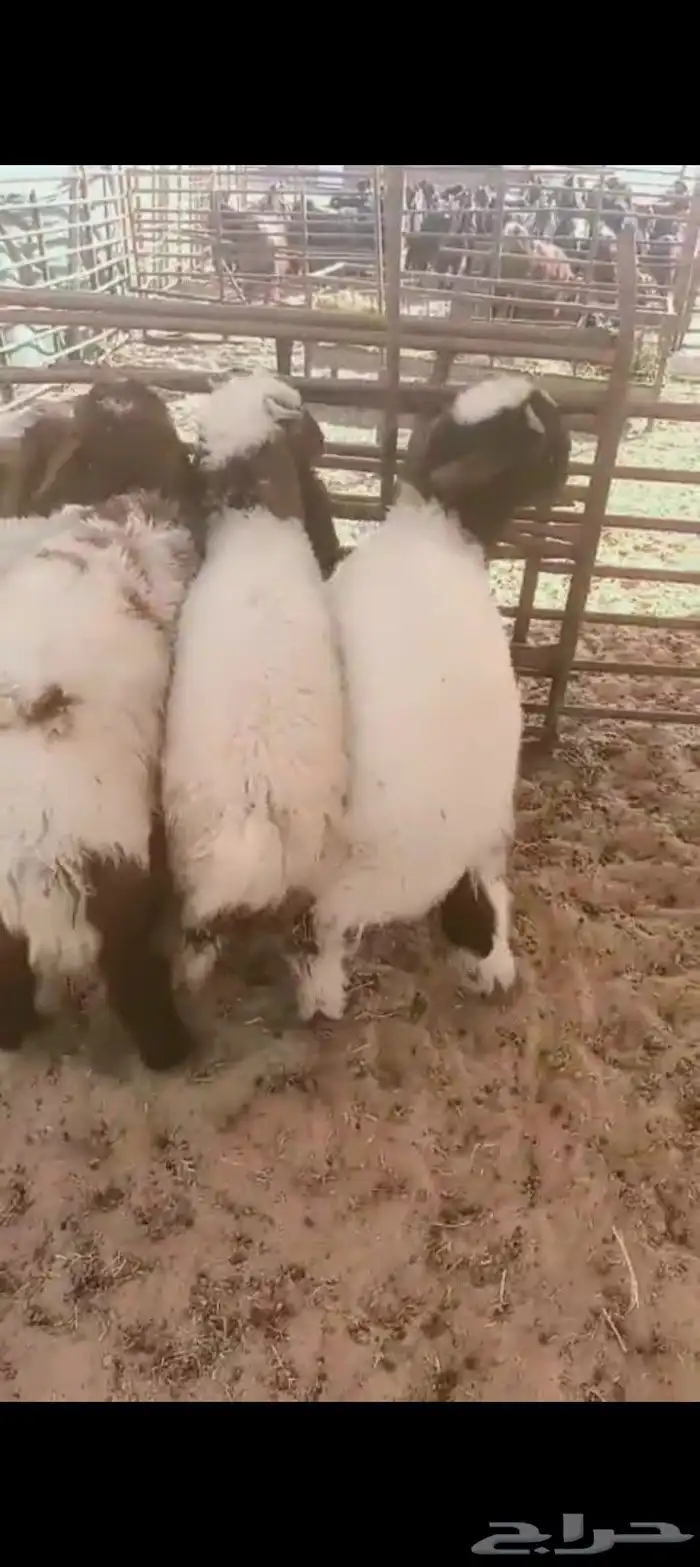 خرفان لبانيه عمارها حول4شهور العدد 6 1