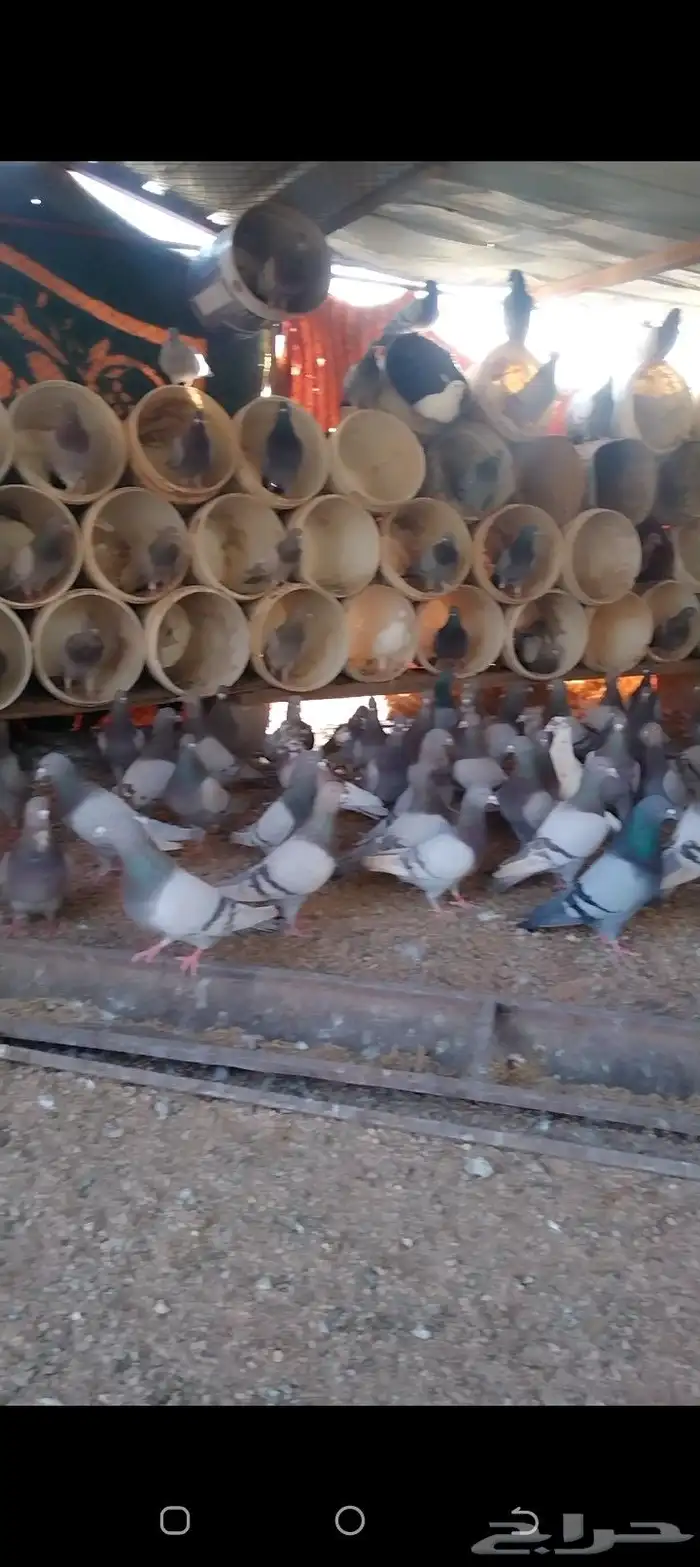للبيع حمام سلفر مفروز 5