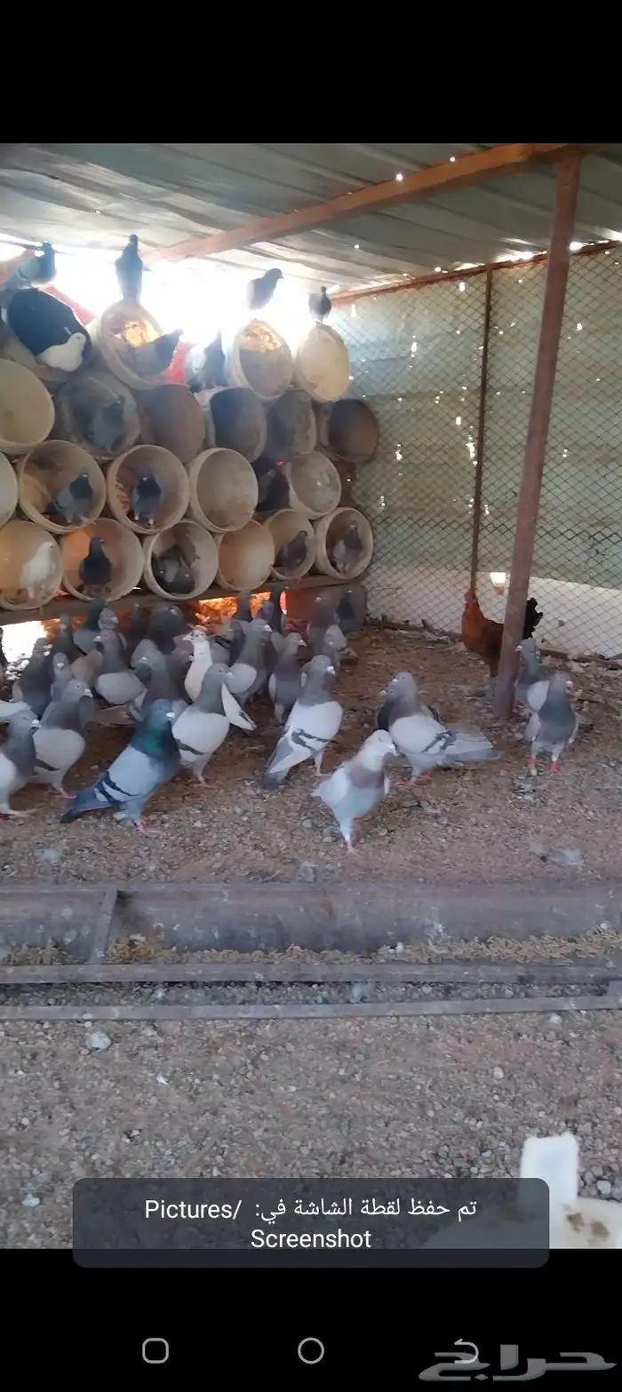 للبيع حمام سلفر مفروز 0