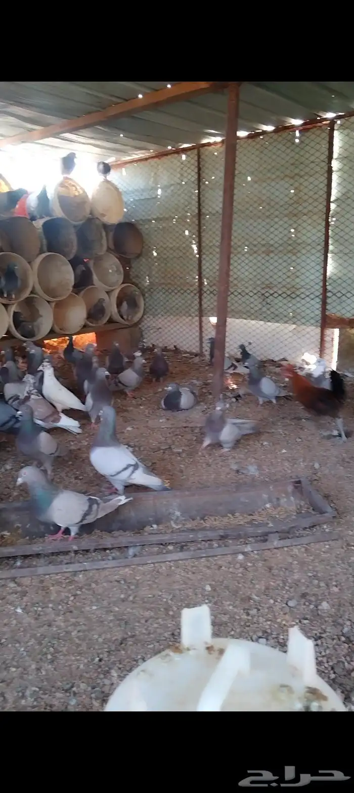 للبيع حمام سلفر مفروز 1