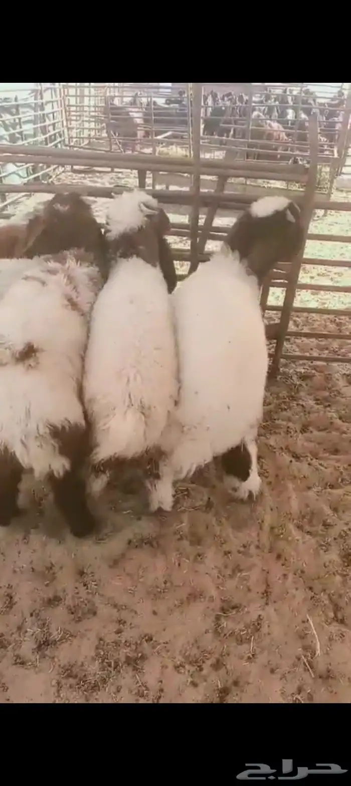 خرفان لبانيه عمارها حول4شهور العدد 6 0