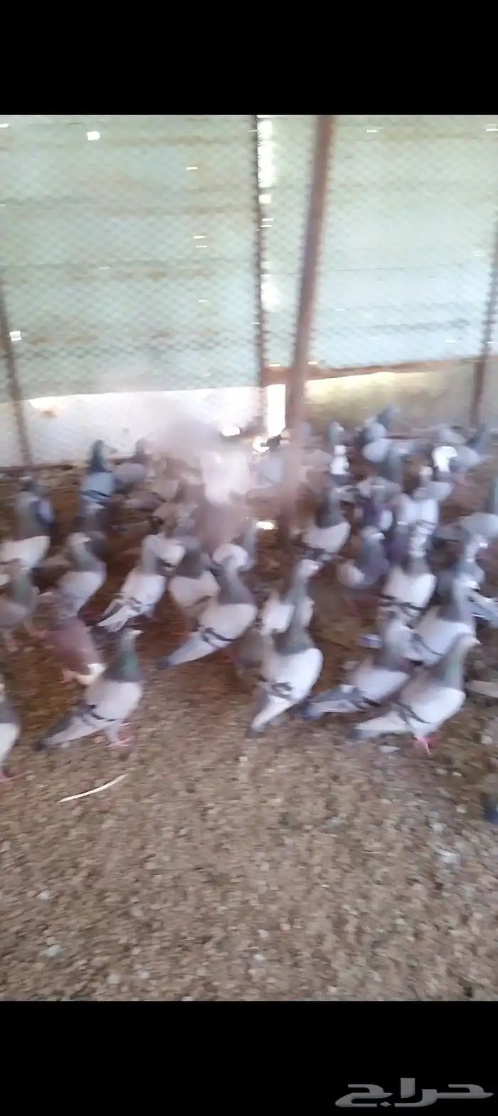 للبيع حمام سلفر مفروز 4