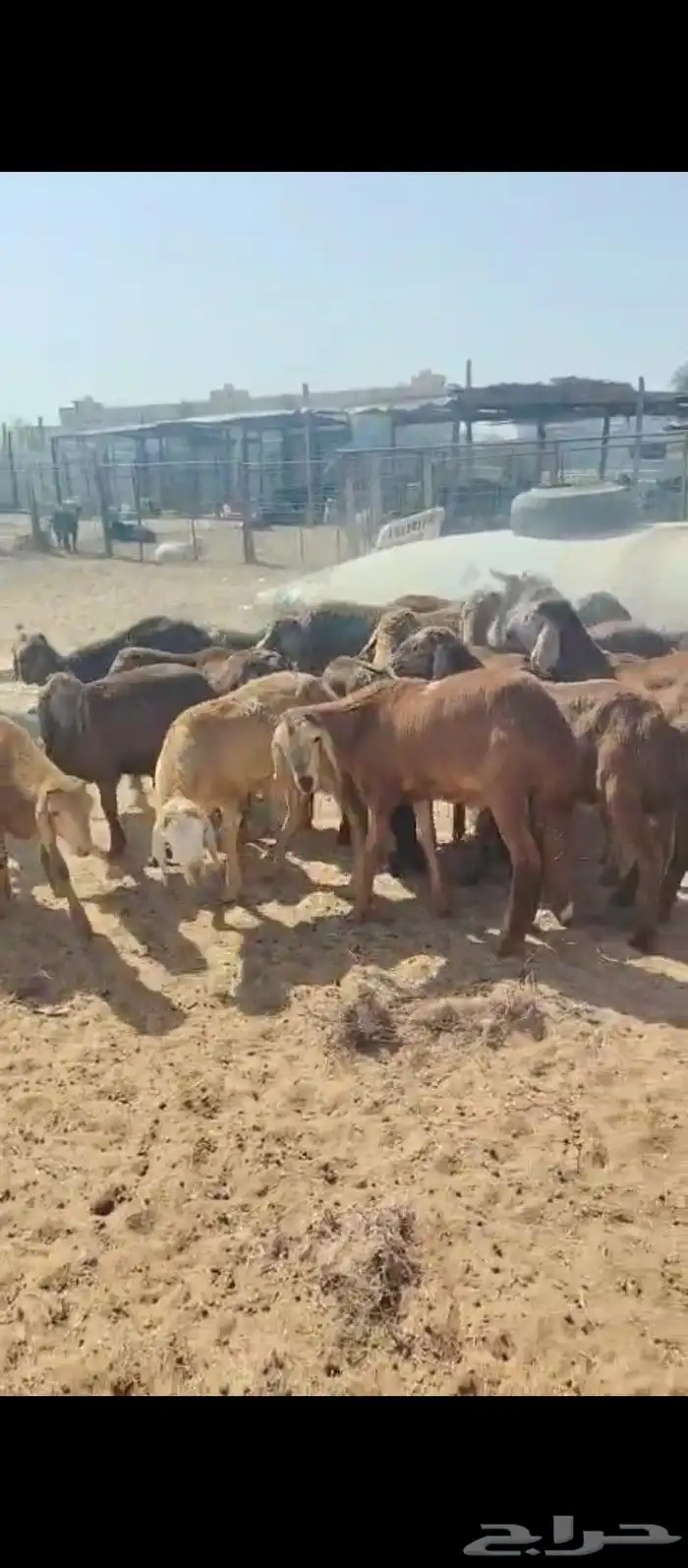 سواكني جذعان. للبييع 0