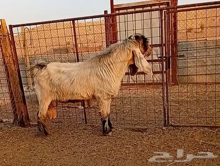 تيس اصفر عارضي 1