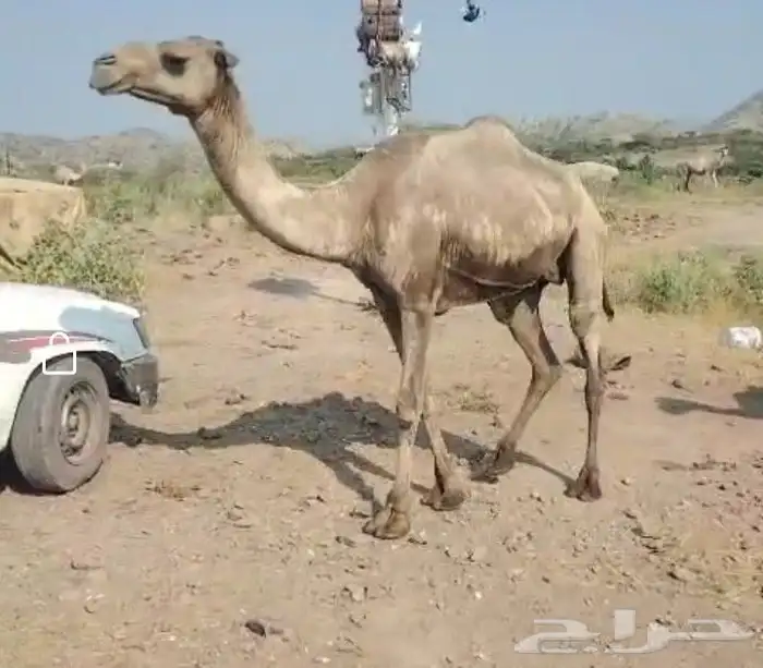 ابل البيع سيمت ب 22 الف 4