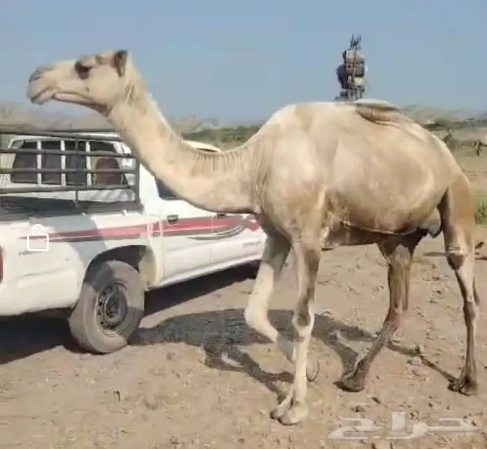 ابل البيع سيمت ب 22 الف 5