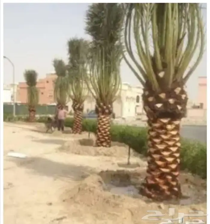 يوجد جميع انواع النخيل إلى جميع أنحاء المملكة 2