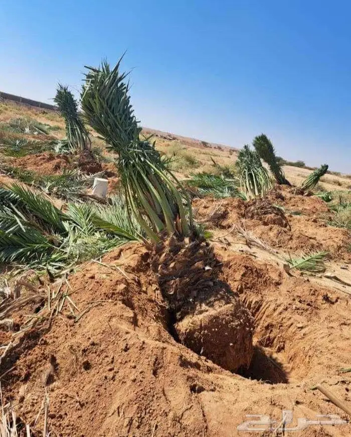 للبيع انخل 6