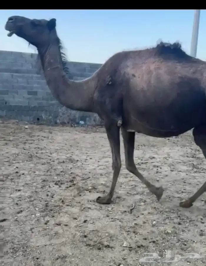 للبيع ناقه ضروبه مشروطة من جميع العذاريب 0