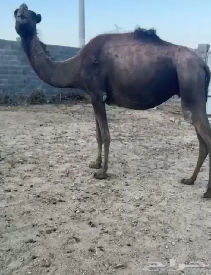 للبيع ناقه ضروبه مشروطة من جميع العذاريب 1