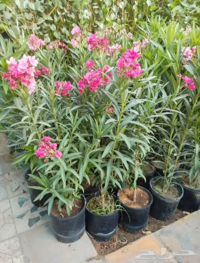 مزارع ومنسق حدائق 7