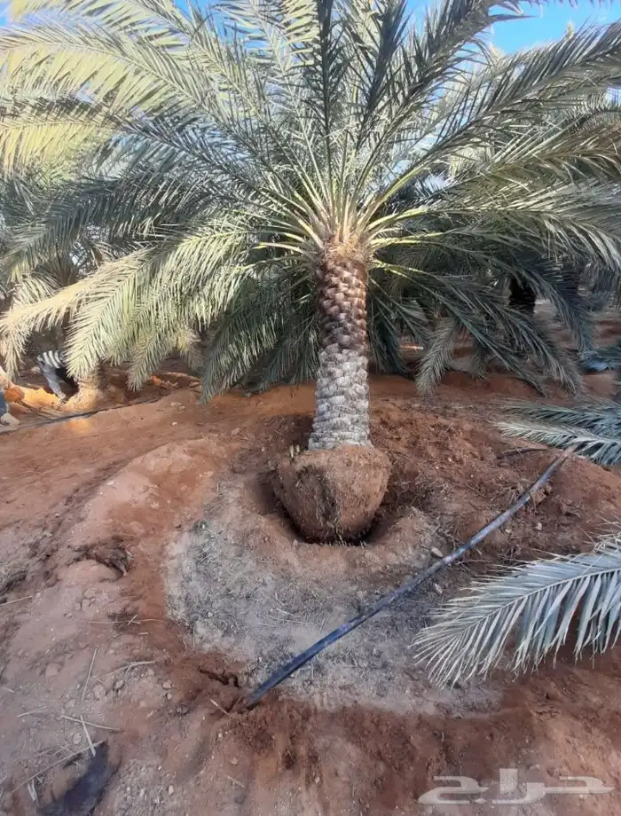 يوجد لدينا جميع انواع النخيل وتركيب الشبوك 3