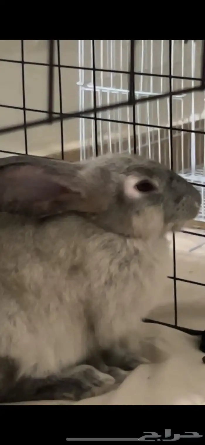 أرنب ذكر أليف 1