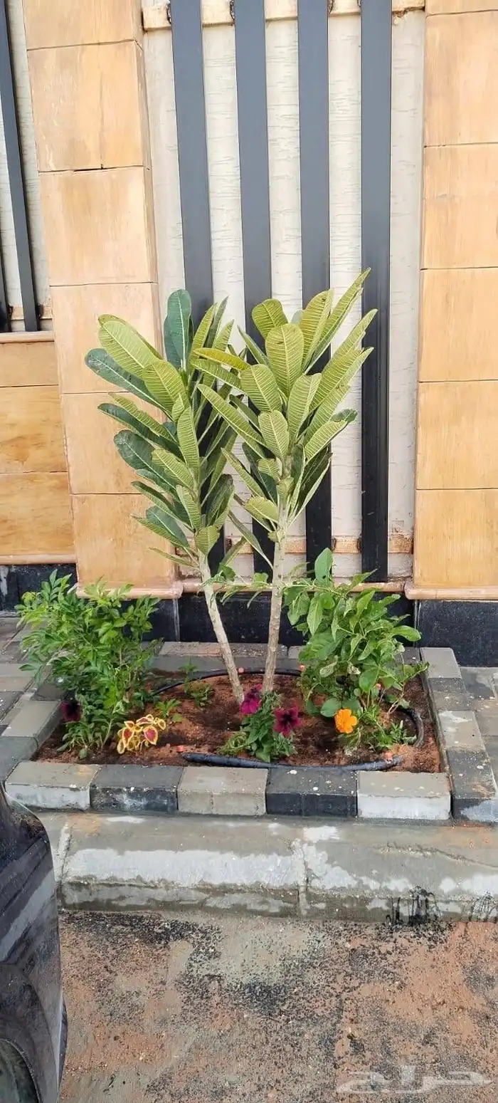 مشتل بيع الزهور والشتلات الزراعيه بجميع انواعها مع الصيانه ا 1