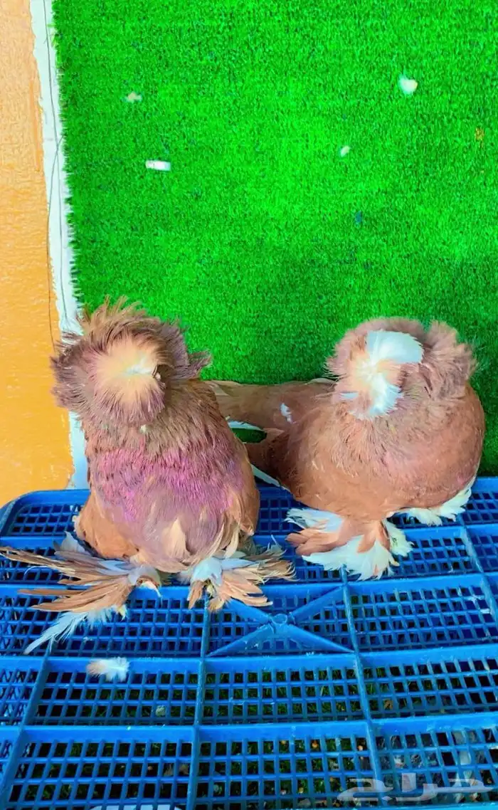 حمام بخاري 1