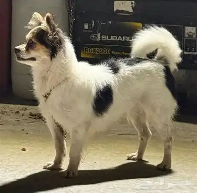 للببع انثى شواوا index