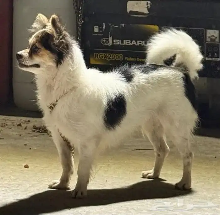 للببع انثى شواوا 0