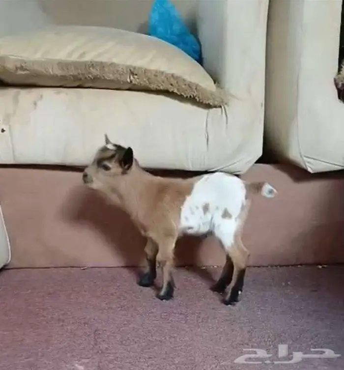 جوز ماعز قزم بعمر شهر 2