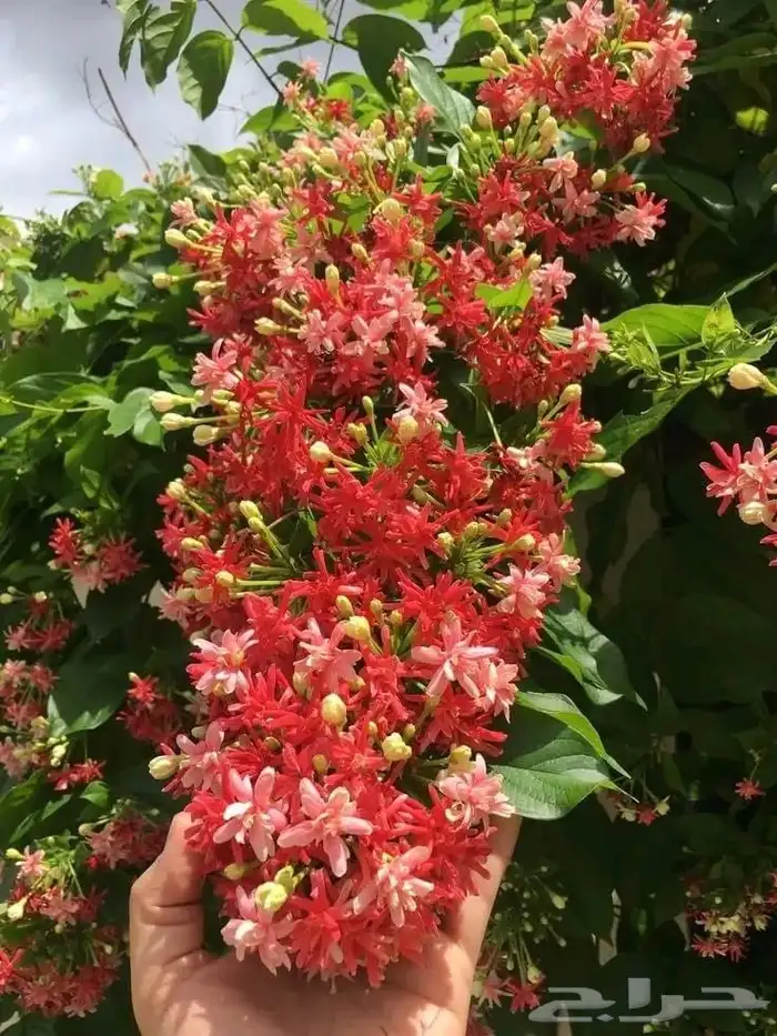 مشتل بيع الزهور والشتلات الزراعيه بجميع انواعها مع الصيانه ا 3