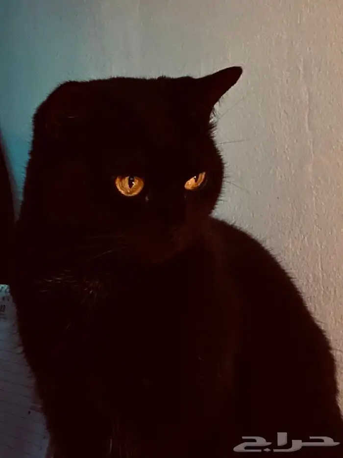 قطوة امريكية للتبني 0