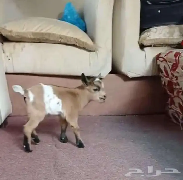 جوز ماعز قزم بعمر شهر 4