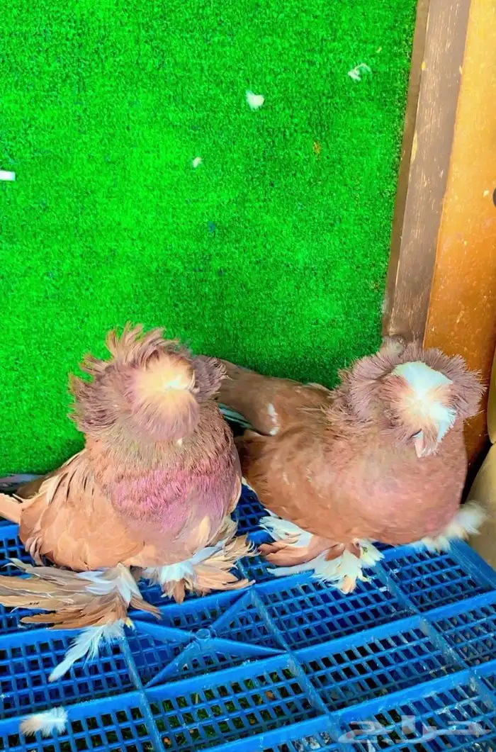 حمام بخاري 0