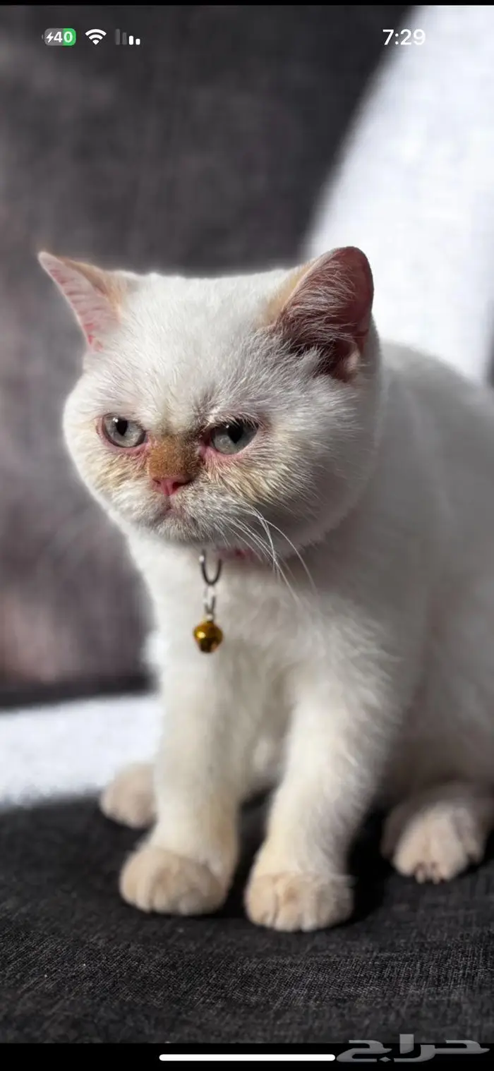 قطة مهجن هملايا وبيرشن 4شهور 5