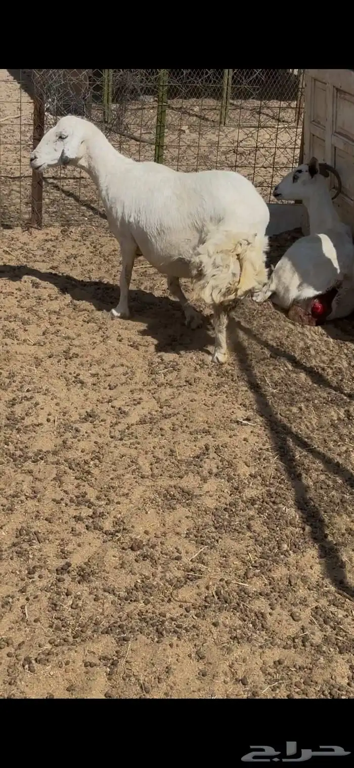 نعجه حريه حايل ذبيحه فل 0