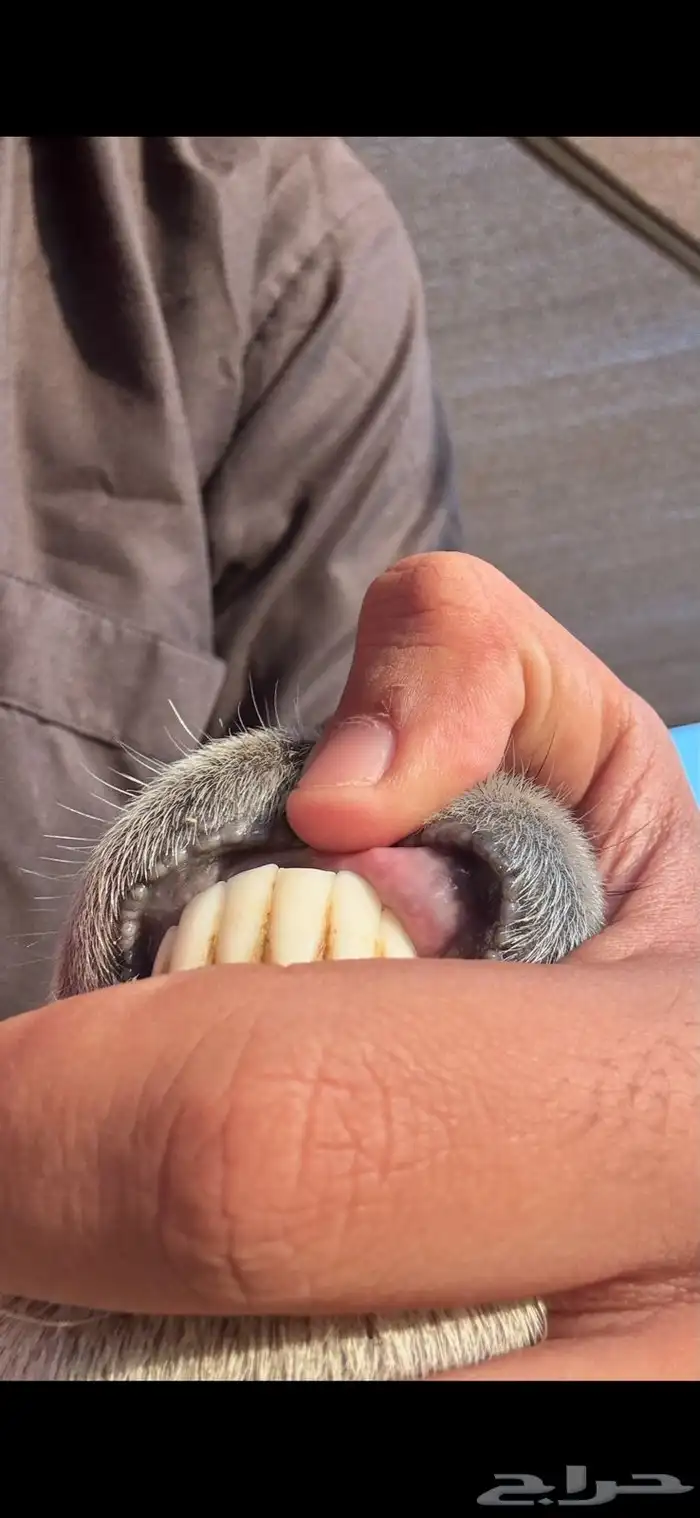 نعجه حريه حايل ذبيحه فل 4