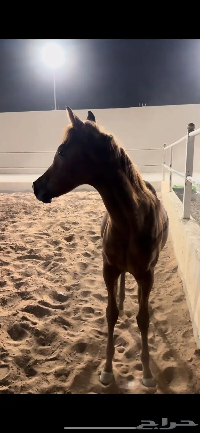 للبيع فرس ومهرتها 1