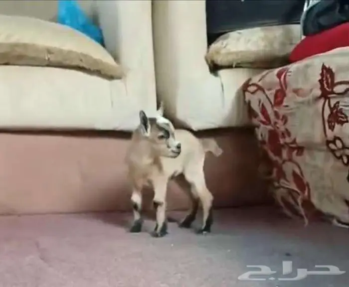 جوز ماعز قزم بعمر شهر 1