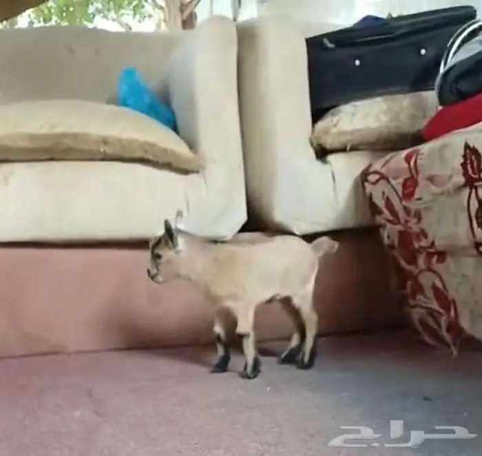 جوز ماعز قزم بعمر شهر 5