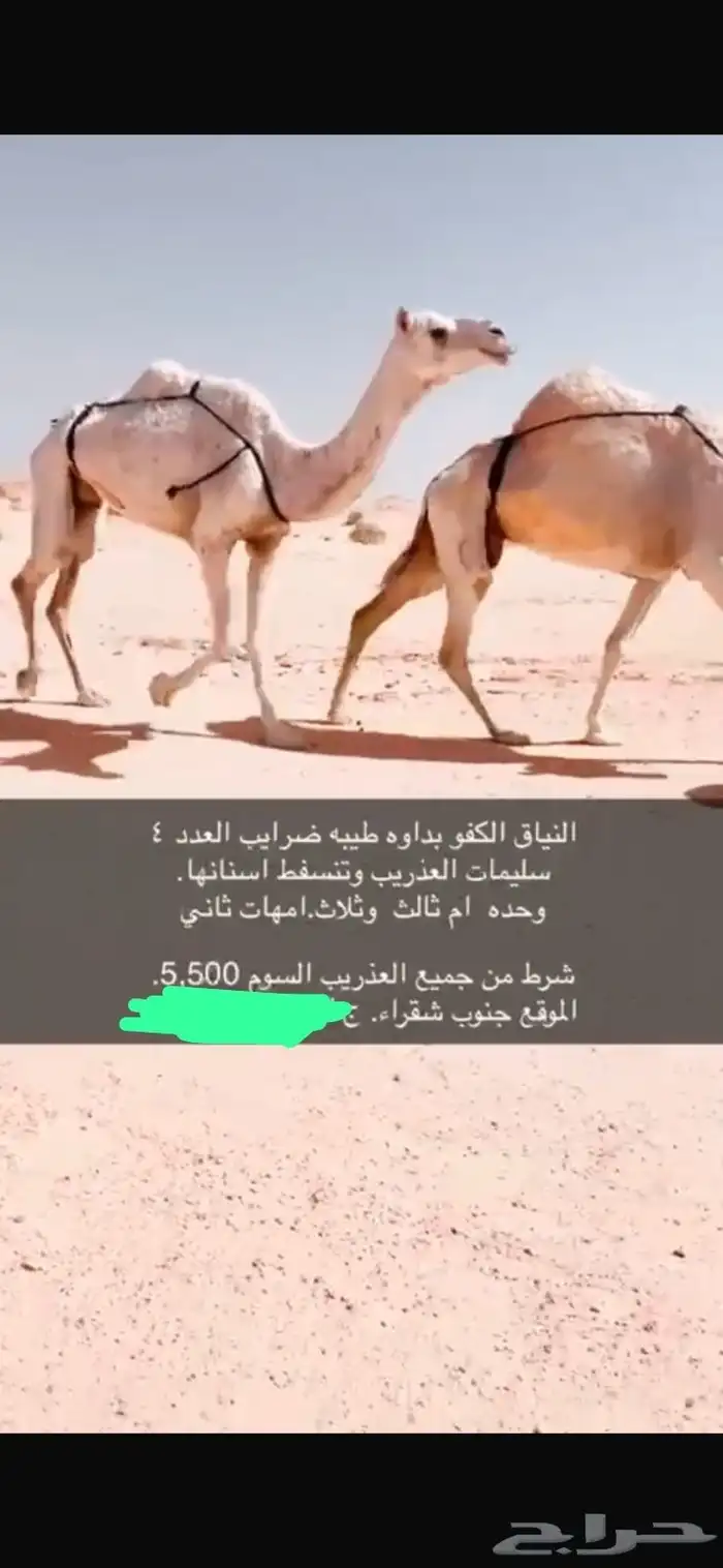 للبيع ابل ضرايب 2