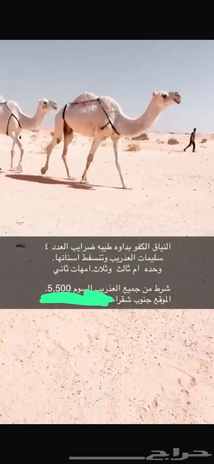 للبيع ابل ضرايب 0