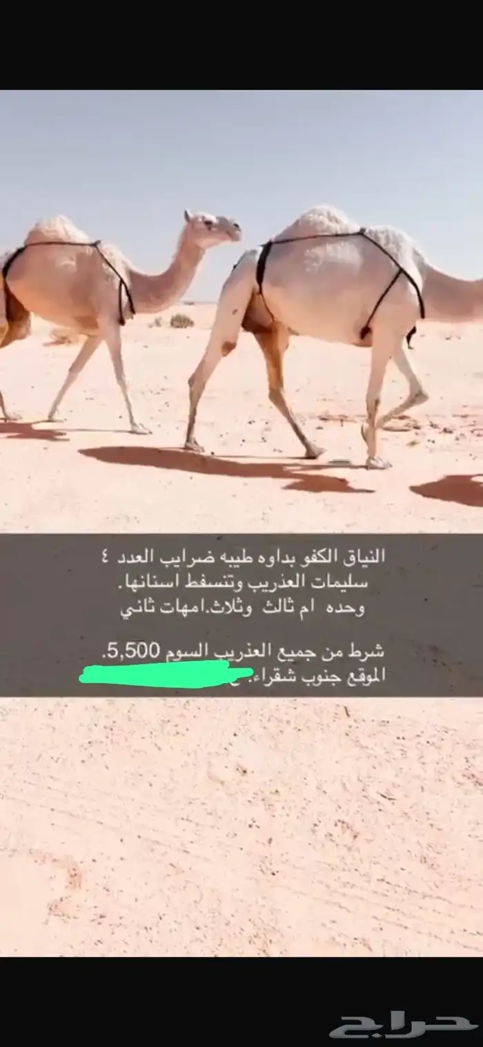 للبيع ابل ضرايب 1