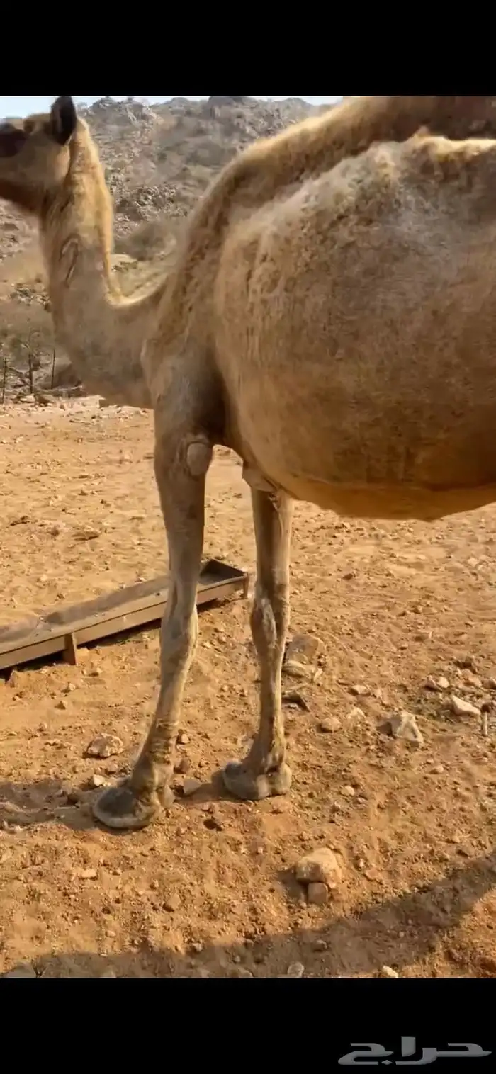 ناقتين ضايعه 0