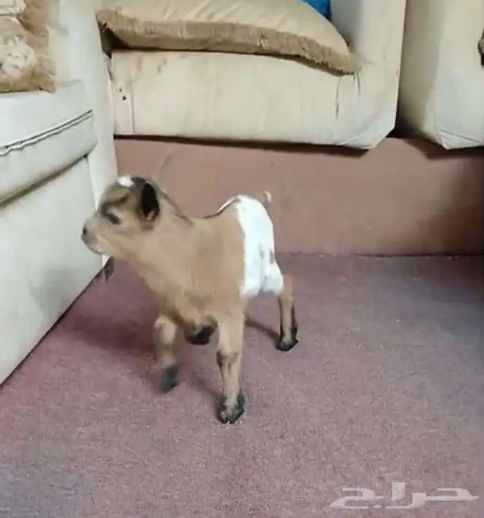 جوز ماعز قزم بعمر شهر 3