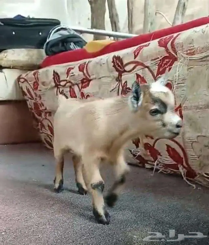 جوز ماعز قزم بعمر شهر 0