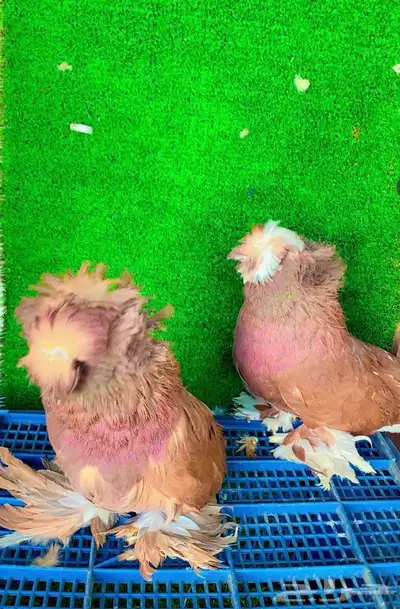 حمام بخاري index