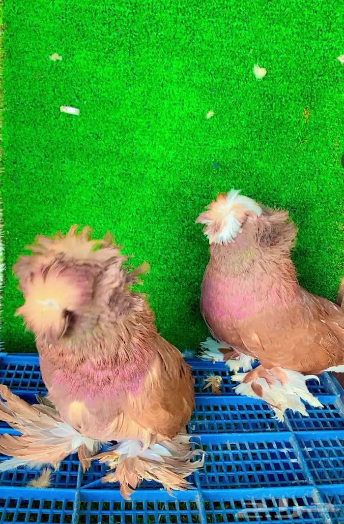 حمام بخاري 4