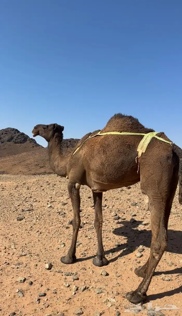 ناقه صفرا طيبه 2