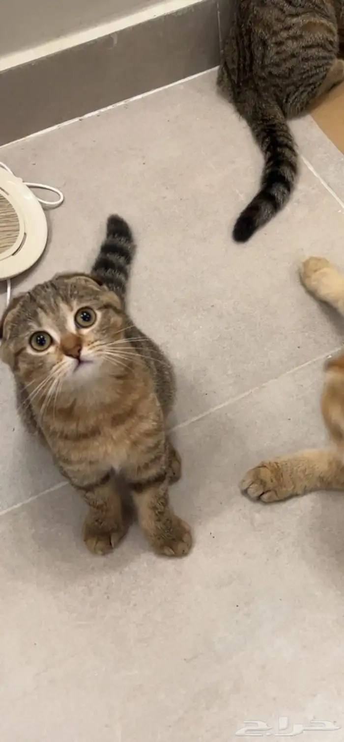 للبيع العمر 4شهور 2