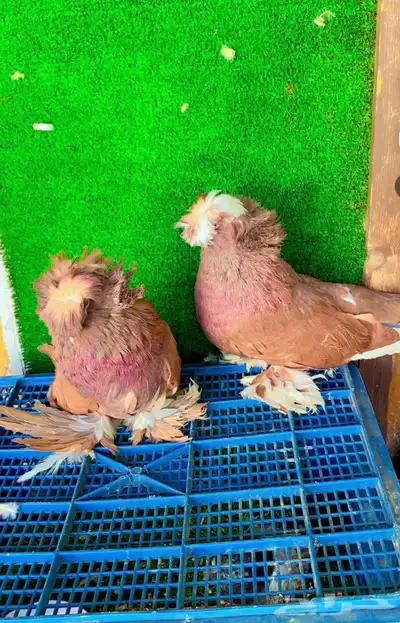 حمام بخاري index