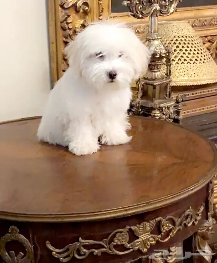 كلب مالتيز 2