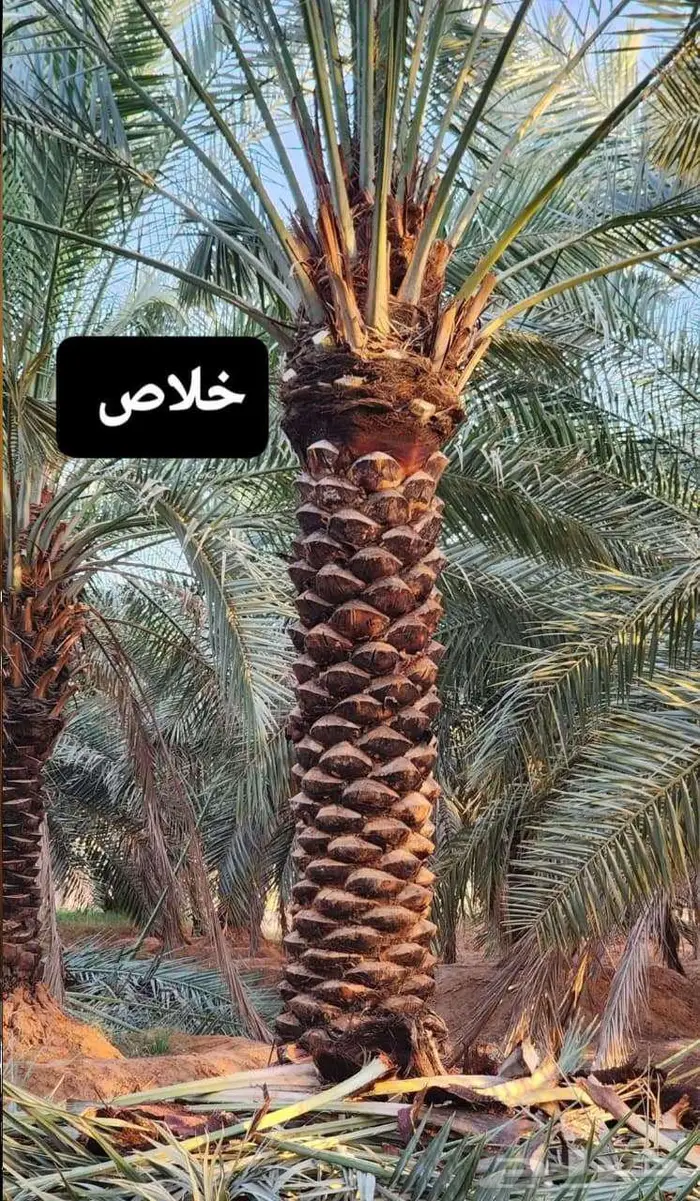 للبيع انخل 5