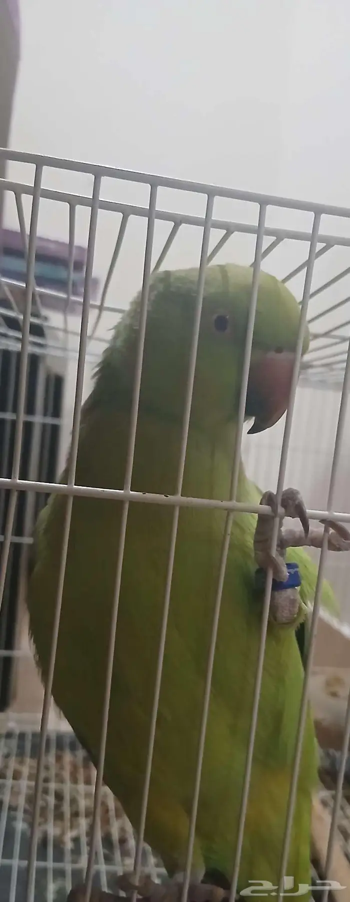 ببغاء للبيع 0