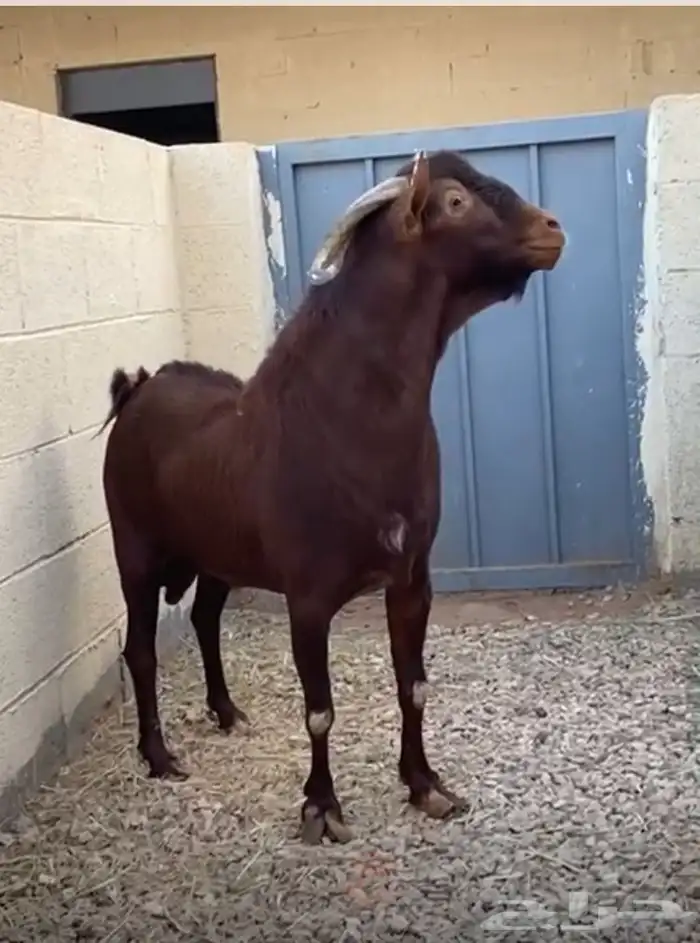 تيس جنوبي للبيع جرم طيب وفاخر 5