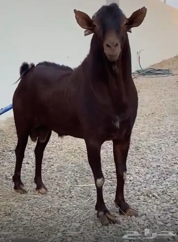 تيس جنوبي للبيع جرم طيب وفاخر 3