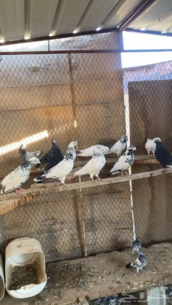 حمام باكستاني للبيع . 2